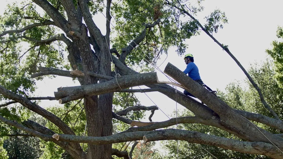 Professional Hazardous Tree Removal performed by certified arborists in Hazard