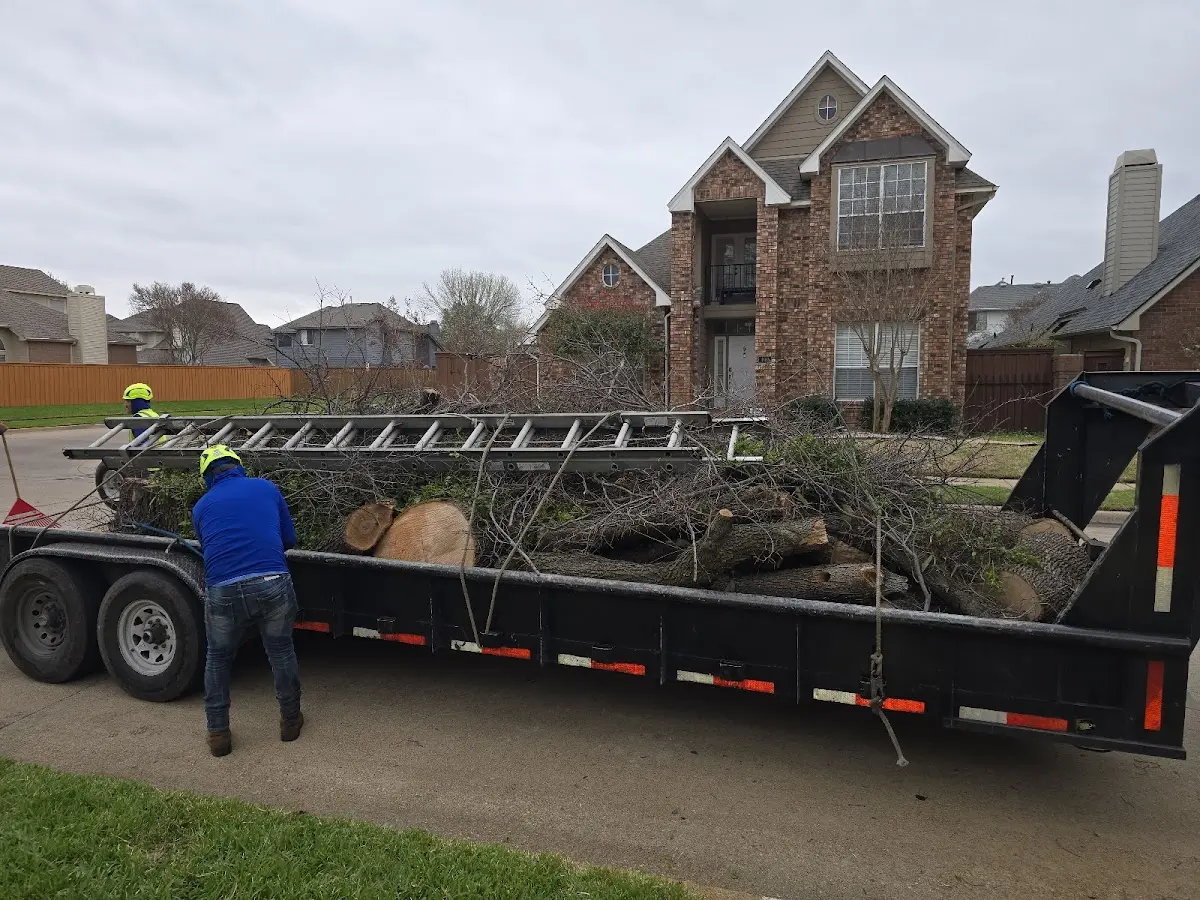Expert Tree Pest Control with proper safety equipment in Hazard